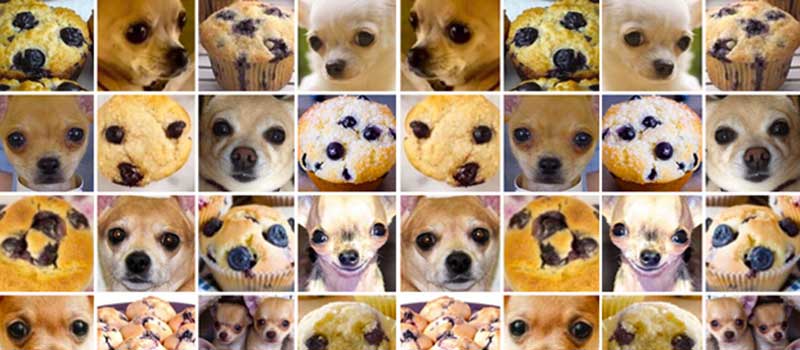 3x8 grid of images of Chihuahuas and blueberry muffins.