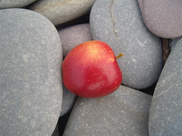 Apples on pebbles