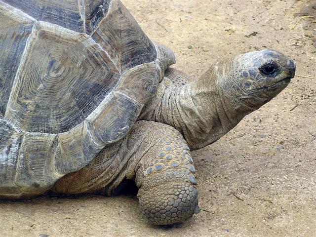 Tortoise