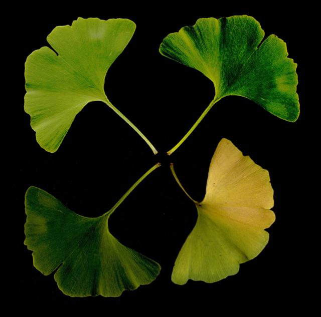 The Mindless Ginkgo