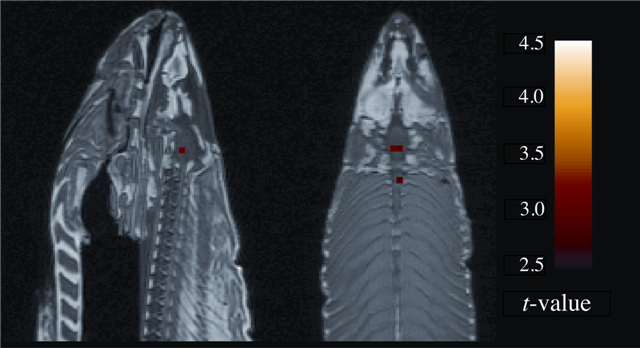 fMRI & False Positives