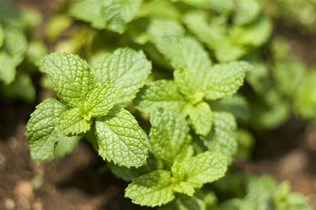 Mint leaves