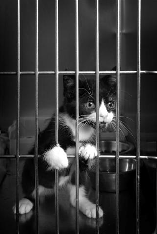 Jail Kitty