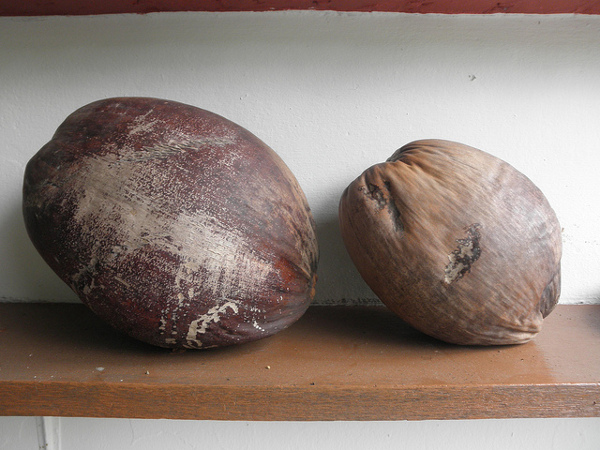 Coconuts